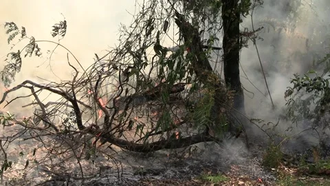 Controlled Burn - Fire burning ferns with smoke Stock Footage 162439707