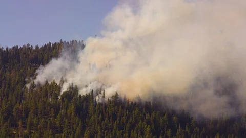 Controlled Burn Forrest Fire 01 Stock Footage 109069371