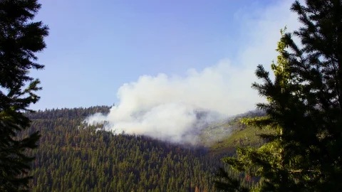 Controlled Burn Forrest Fire 02 Stock Footage 109069433