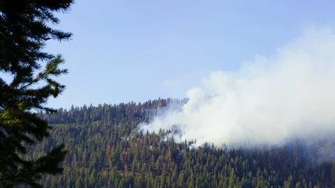Controlled Burn Forrest Fire 03 Stock Footage 109069392