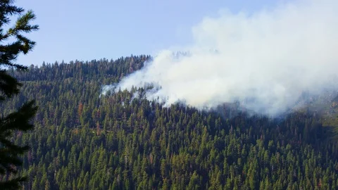 Controlled Burn Forrest Fire 04 Stock Footage 109069404