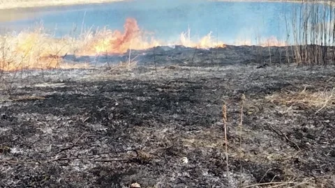 Controlled burn to restore the prairie for regrowth. Video stock 186328352