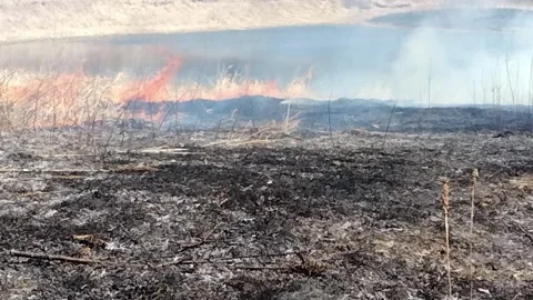 Controlled burn to restore the prairie for regrowth. 库存影片 186331606