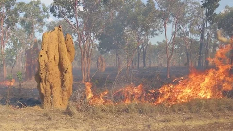 Controlled bush fire burns away grass next to termite hill Stock Footage 71230186