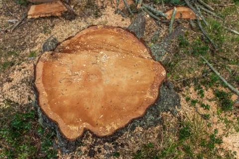 Controlled deforestation inside an Italian forest. Cross section of a young p Stock Photos