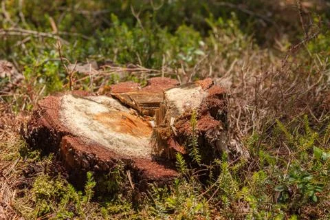 Controlled deforestation inside an Italian forest. Cross section of a young p Foto stock