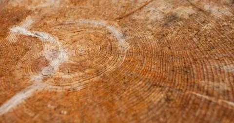 Controlled deforestation inside an Italian forest. Cross section of a young p Foto stock