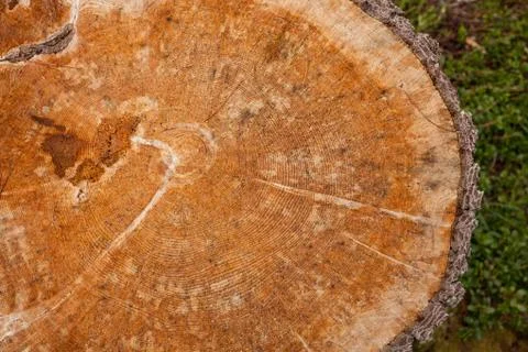 Controlled deforestation inside an Italian forest. Cross section of a young p Stock Photos