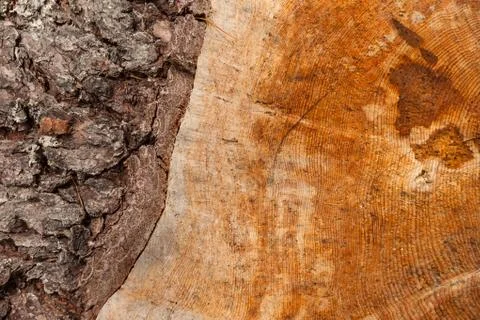 Controlled deforestation inside an Italian forest. Cross section of a young p Stock-Fotos