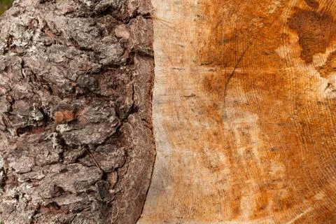 Controlled deforestation inside an Italian forest. Cross section of a young p Foto stock