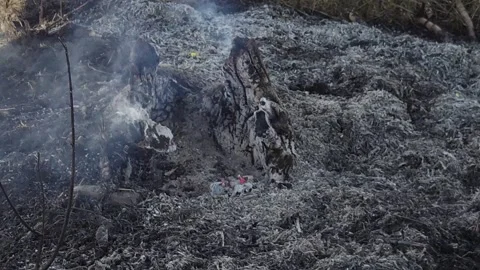 Controlled Farm Burn of Lightning Damaged Stump: Thick gray ash covers the scorc Stock-Footage 346680651