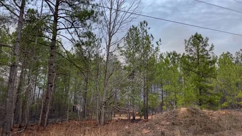 A controlled fire burn in the forest in rural Burke County Georgia Stock Footage 148838916