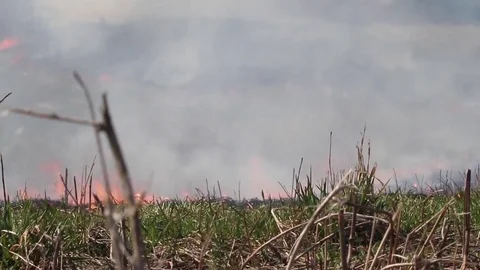 Controlled fire in open land Stock Footage 82120733
