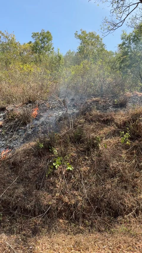 Controlled fire set by the forest officials as a preventive measure Stock Footage 307298202