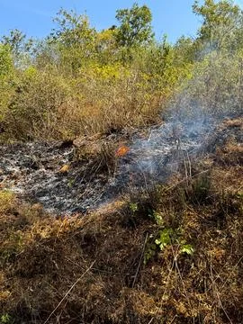 Controlled fire set by the forest officials Stock Photos