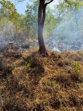 Controlled fire set by the forest officials Stock Photos