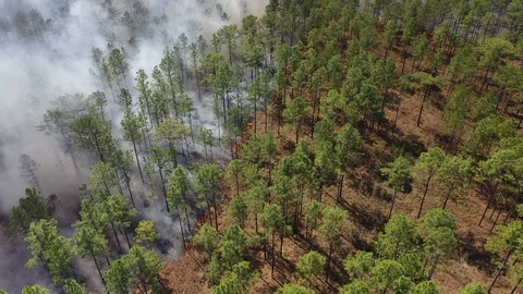 Controlled Forest Burn Aerial View Stock Footage 125159797