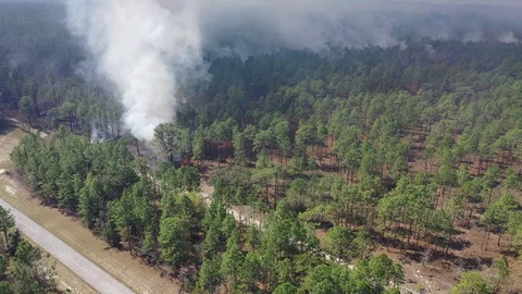 Controlled Forest Fire Burn Aerial View with Smoke Stock Footage 125159749