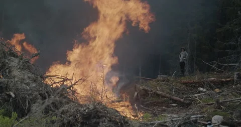 Controlled Forest fire, Burning Forest, Fallen Trunks, Man Watching Stock Footage 269383746