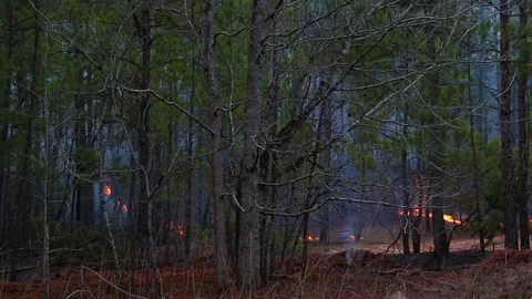 A controlled forest fire in the Winter in rural Georgia 3 Stock Footage 147517970
