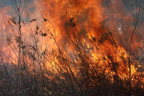 Controlled Grassland Fire Burning Through Dry Prairie Vegetation Stock Photos