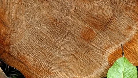 Controlled pine tree cutting, large pine trees cut from the forest, 動画素材 114714904