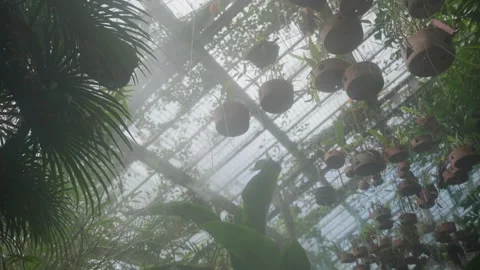 Controlled tropical environment inside glasshouse with various species of plants Stock Footage 301012406