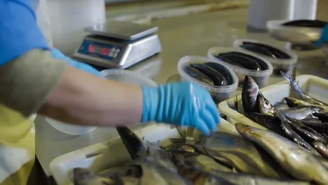 The controller checks the quality of fish for further packaging at seafood Stock Footage 122060276