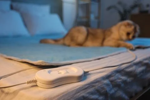 Controller of electric heating pad against cute lop-eared cat in bedroom at n Stock Photos