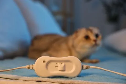 Controller of electric heating pad against cute lop-eared cat in bedroom at n Stock Photos