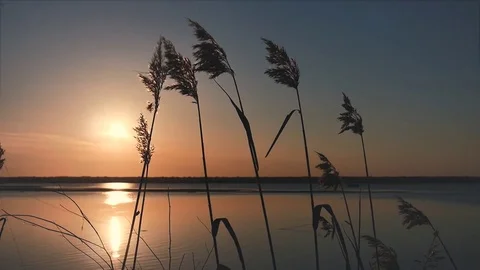 Controluce fermo tramonto 02 Stock Footage 73497684
