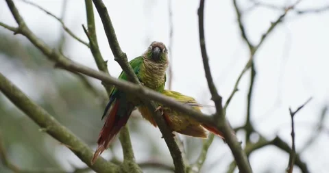 Conure Parrot Perched on Branch Turns Head Curiously Toward Camera Vidéo 341549028