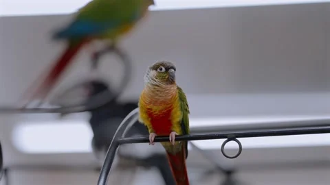 Conure Perching Indoors Under Artificial Lighting at a Bird Cafe in Japan Stock Footage 327399552