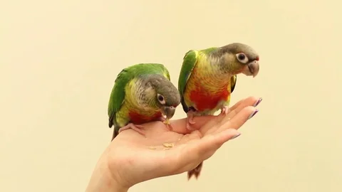 Conures eating from human hand Stock Footage 83084088