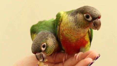 Conures eating from human hand Stock Footage 83084114
