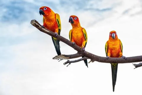 Conures perched on a branch Stock Illustration