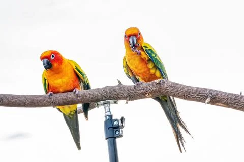 Conures perched on a branch Stock Illustration