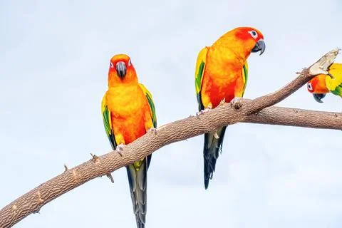Conures perched on a branch イラスト素材