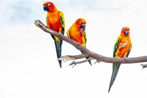 Conures perched on a branch Foto stock