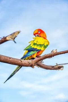 Conures perched on a branch Stock Photos