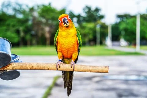 Conures perched on a branch Stock Photos