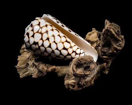 Conus Marmoreus Shell on Driftwood 写真素材