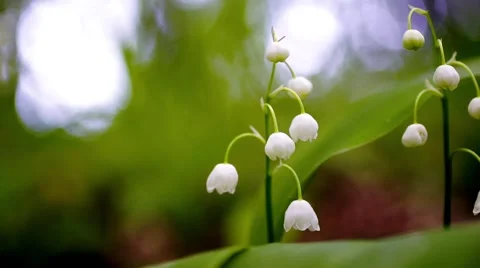 Convallaria majalis Stock Footage 62997568