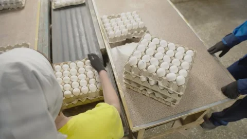 On the conveer workers take package of eggs. Chicken eggs are puts in a stack Stock Footage 148725800