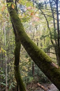 Converging moss covered tree trunks in an autumn landscape Stock Photos