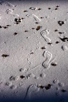 Converging Paths: Footprints of Human, Bird, and Animal in Snow Stock Photos