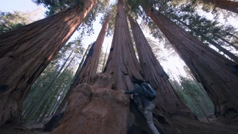Converging Sequoia Trunks Stock Footage 342735159