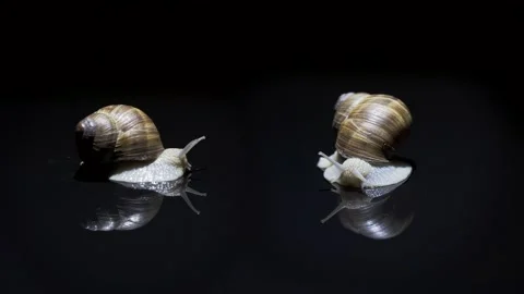 Conversation of two snails on a black background and with reflection Stock Footage 140549922