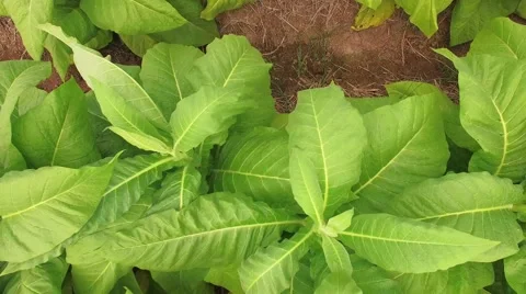 Conversion of arable crops on farmers. Stock Footage 62289869