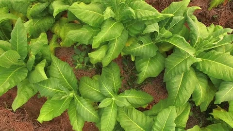 Conversion of arable crops on farmers. Stock Footage 74443603